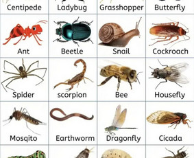 Anglų kalba internetu - Anglų kalbos korepetitorius - 3