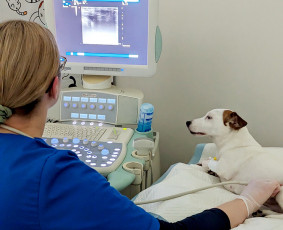Veterinarijos klinika Kaune - Veterinarijos klinikos, veterinarai - 2 Veterinarijos klinikos, veterinarai - Veterinarijos klinika Kaune - 2