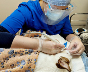 Veterinarijos klinika Kaune - Veterinarijos klinikos, veterinarai - 1 Veterinarijos klinikos, veterinarai - Veterinarijos klinika Kaune - 1