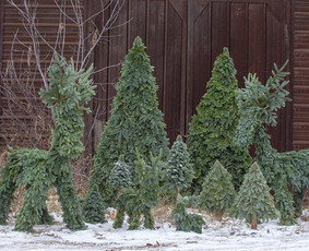 Kalėdinių Dekoracijų Nuoma / JUNGLE FLORA / Darbų pavyzdys ID 3033740