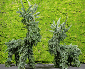 Kalėdinių Dekoracijų Nuoma / JUNGLE FLORA / Darbų pavyzdys ID 3033744