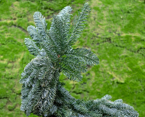 Kalėdinių Dekoracijų Nuoma / JUNGLE FLORA / Darbų pavyzdys ID 3033746