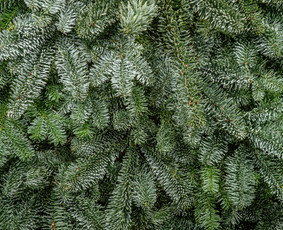 Kalėdinių Dekoracijų Nuoma / JUNGLE FLORA / Darbų pavyzdys ID 3033754