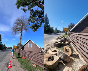Medžių pjovimas-genėjimas/gyvatvorių karpymas - Medžių genėjimas, pjovimas - 1 Medžių genėjimas, pjovimas - Medžių pjovimas-genėjimas/gyvatvorių karpymas - 1