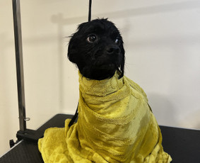 Kamilės šunų kirpykla - Šunų ir kačių maudymas - 1 Šunų ir kačių maudymas - Kamilės šunų kirpykla - 1