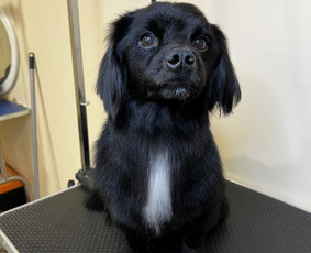 Kamilės šunų kirpykla - Šunų ir kačių maudymas - 2 Šunų ir kačių maudymas - Kamilės šunų kirpykla - 2