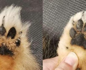 Šunų ir kačių nagų karpymas - Kamilės šunų kirpykla - 1