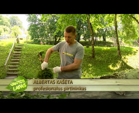 Profesionalaus pirtininko paslaugos. Sportininkų pirtis / Albertas Kašėta / Darbų pavyzdys ID 3044672