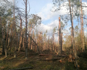 Miškininkai - Tvarkome vejovartas, pjauname miškus - 1
