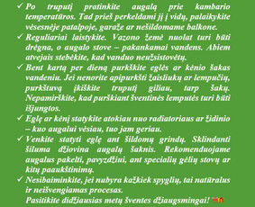 Kėnio šakos, kalėdinės sidabrinės eglutės ir kėniai vazonee / Sandra / Darbų pavyzdys ID 3058058