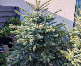 Kėnio šakos, kalėdinės sidabrinės eglutės ir kėniai vazonee / Sandra / Darbų pavyzdys ID 3058062
