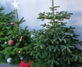 Kėnio šakos, kalėdinės sidabrinės eglutės ir kėniai vazonee / Sandra / Darbų pavyzdys ID 3058066