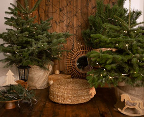 Kėnio šakos, kalėdinės sidabrinės eglutės ir kėniai vazonee / Sandra / Darbų pavyzdys ID 3059140