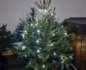 Kėnio šakos, kalėdinės sidabrinės eglutės ir kėniai vazonee / Sandra / Darbų pavyzdys ID 3059146