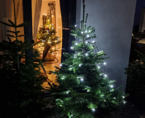 Kėnio šakos, kalėdinės sidabrinės eglutės ir kėniai vazonee / Sandra / Darbų pavyzdys ID 3059148