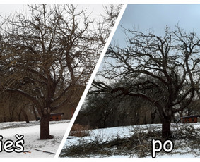 Profesionalus vaismedžių genėjimas, konsultavimas - Vaismedžių genėjimas - 2 Vaismedžių genėjimas - Profesionalus vaismedžių genėjimas, konsultavimas - 2