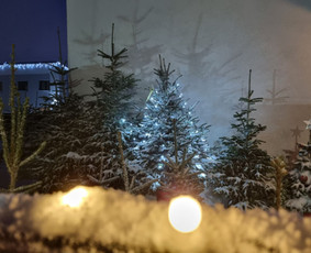 Kėnio šakos, kalėdinės sidabrinės eglutės ir kėniai vazonee / Sandra / Darbų pavyzdys ID 3072566