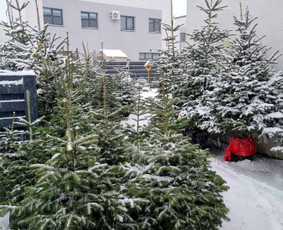 Kėnio šakos, kalėdinės sidabrinės eglutės ir kėniai vazonee / Sandra / Darbų pavyzdys ID 3072568
