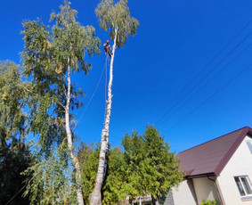 Avarinių medžių pjovimas/ žolės pjovimas. / Arboristas Egidijus / Darbų pavyzdys ID 3081350