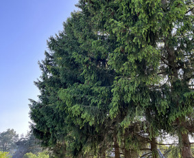 Avarinių medžių pjovimas/ žolės pjovimas. / Arboristas Egidijus / Darbų pavyzdys ID 3081360
