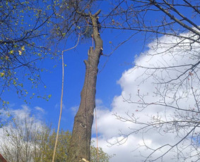 Avarinių medžių pjovimas/ žolės pjovimas. / Arboristas Egidijus / Darbų pavyzdys ID 3081370