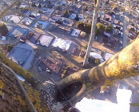 Medžių genėjimas, pjovimas - Pavojingų medžių pjovimas, medžių pjovimas, kelmų frezavimas - 1