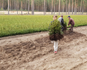 Jaunuolynų ugdymas / MB"Aprojektai" / Darbų pavyzdys ID 3083512