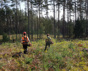Jaunuolynų ugdymas - Miškininkai - 4 Miškininkai - Jaunuolynų ugdymas - 4