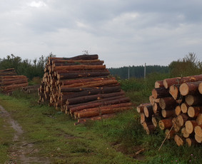 Jaunuolynų ugdymas - Miškininkai - 2 Miškininkai - Jaunuolynų ugdymas - 2