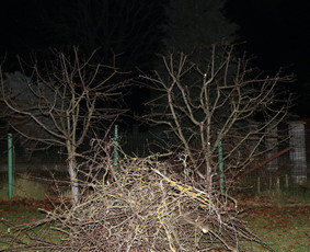 Vaismedžių/medžių genėjimas, gyvatvorių karpymas, šienavimas / Pavelas / Darbų pavyzdys ID 3088328