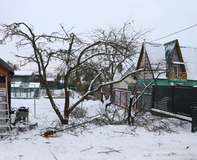 Vaismedžių/medžių genėjimas, gyvatvorių karpymas, šienavimas / Pavelas / Darbų pavyzdys ID 3088342