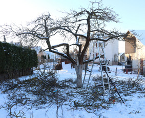 Vaismedžių/medžių genėjimas, gyvatvorių karpymas, šienavimas / Pavelas / Darbų pavyzdys ID 3088348