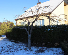 Vaismedžių/medžių genėjimas, gyvatvorių karpymas, šienavimas / Pavelas / Darbų pavyzdys ID 3088350