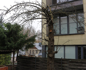 Vaismedžių/medžių genėjimas, gyvatvorių karpymas, šienavimas / Pavelas / Darbų pavyzdys ID 3088356