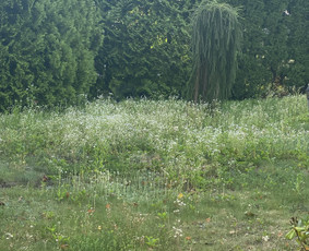 Sezoniai aplinkos tvarkymo darbai / MB Žalia samana / Darbų pavyzdys ID 3091920