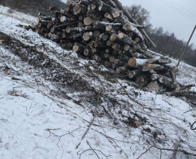 Giluminis žemės ir kelmų frezavimas, aplinkos priežiūra / Biofora / Darbų pavyzdys ID 3098755