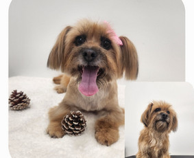 Šunų kirpykla - SPA paslaugos šunims - 2 SPA paslaugos šunims - Šunų kirpykla - 2