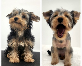 Šunų kirpykla - SPA paslaugos šunims - 1 SPA paslaugos šunims - Šunų kirpykla - 1