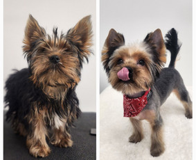 Šunų kirpykla - SPA paslaugos šunims - 3 SPA paslaugos šunims - Šunų kirpykla - 3