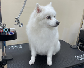 Paslaugos augintiniams - Šunų kirpykla - 3