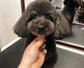 Šuniukų/ kačių grožio salonas, šunų kirpėja / My Sweet Puppy / Darbų pavyzdys ID 3133955