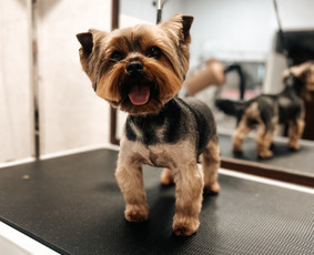 Šuniukų/ kačių grožio salonas, šunų kirpėja / My Sweet Puppy / Darbų pavyzdys ID 3133957