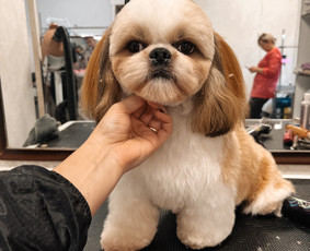 Šuniukų/ kačių grožio salonas, šunų kirpėja / My Sweet Puppy / Darbų pavyzdys ID 3133959