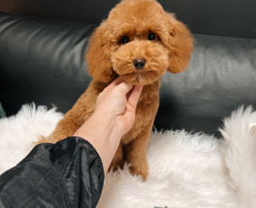Šuniukų/ kačių grožio salonas, šunų kirpėja / My Sweet Puppy / Darbų pavyzdys ID 3133961