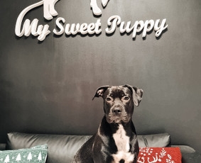 Šuniukų/ kačių grožio salonas, šunų kirpėja / My Sweet Puppy / Darbų pavyzdys ID 3134017