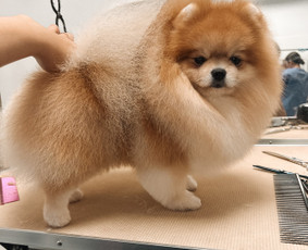 Šuniukų/ kačių grožio salonas, šunų kirpėja / My Sweet Puppy / Darbų pavyzdys ID 3134019