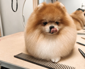 Šuniukų/ kačių grožio salonas, šunų kirpėja / My Sweet Puppy / Darbų pavyzdys ID 3134021