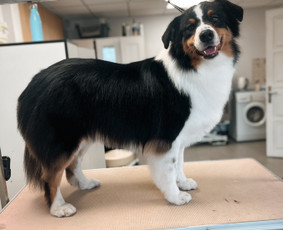 Šuniukų/ kačių grožio salonas, šunų kirpėja / My Sweet Puppy / Darbų pavyzdys ID 3134023