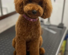 Šuniukų/ kačių grožio salonas, šunų kirpėja / My Sweet Puppy / Darbų pavyzdys ID 3134025