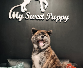 Šuniukų/ kačių grožio salonas, šunų kirpėja / My Sweet Puppy / Darbų pavyzdys ID 3134027